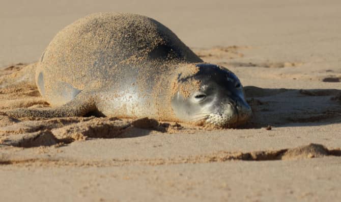 Hawaii Clears the Way for Seal Pups