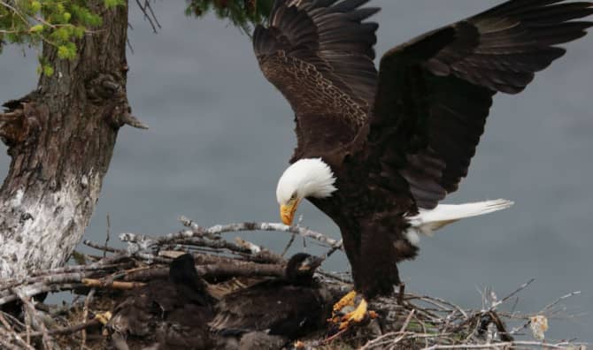 Bald Eagle Becomes Foster Dad After Nurturing a Rock