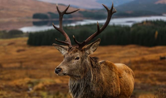 Scotland Opens First Ever Rewilding Center