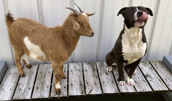 Forever Pad Found for Cute North Carolina Dog and Goat Besties!