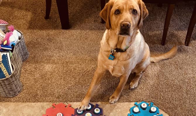 Meet Copper the Talking Dog