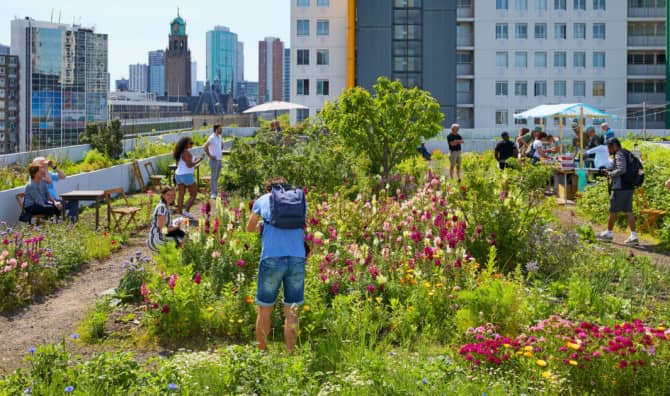 New Blue-Green Roof Systems Could Help Reduce Flooding