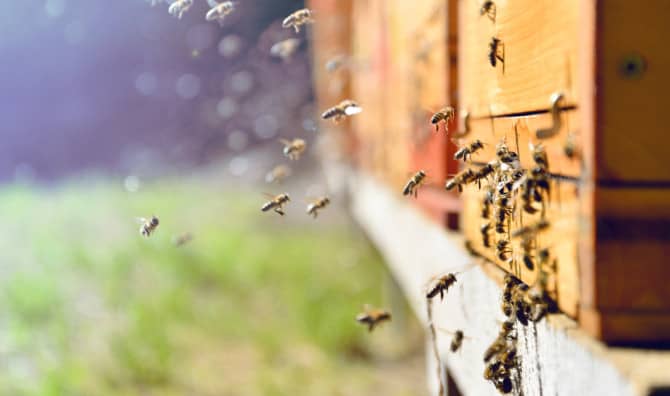 Using Robots to Revitalize Bee Colonies