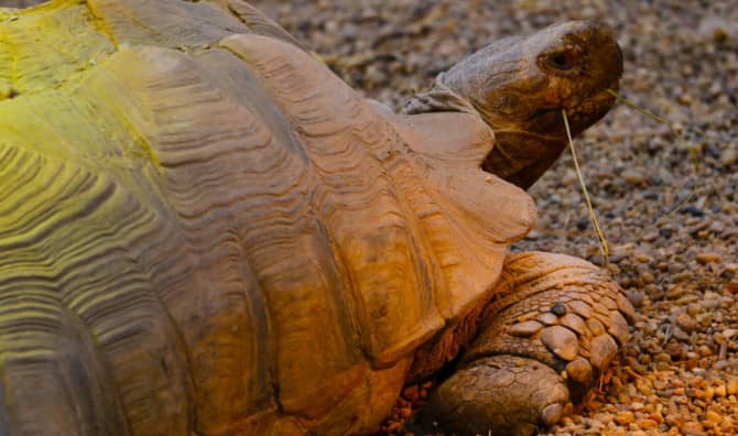 Meet Chicago’s Favorite Turtle Celebrity