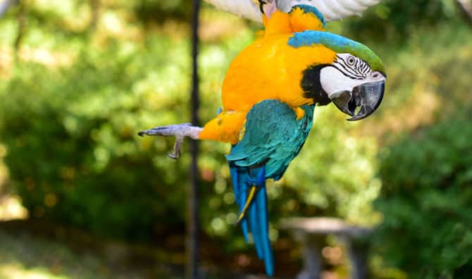 Does Your Pet Parrot Spend Too Much Time Alone?