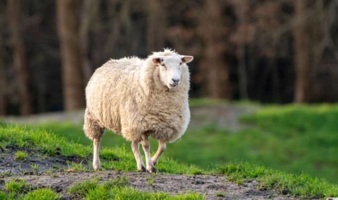Cute and Fuzzy Meets Fierce Competition in Sheep to Shawl Event