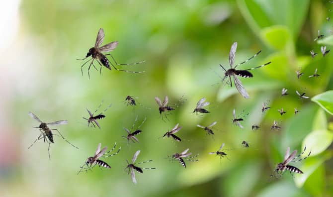 Mosquito-Proof Fabric Could be the Key to a Bite-Free Future
