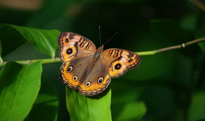 New Butterfly Species Named After Famous Fantasy Character