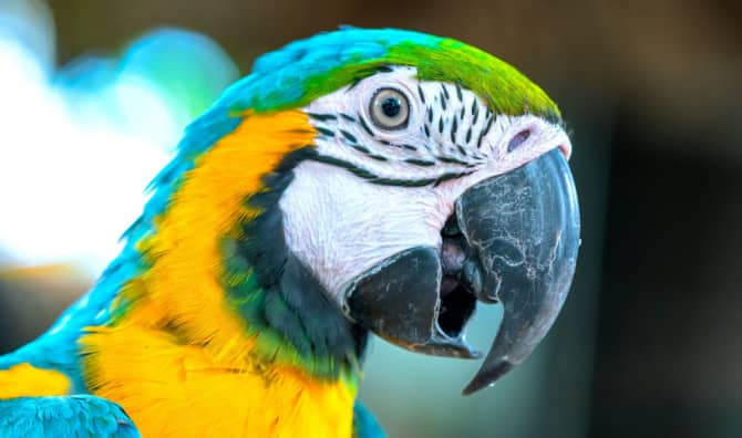 Enchanting Exotic Parrots Capture Hearts Worldwide