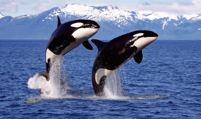 Listen to Nature’s Chorus