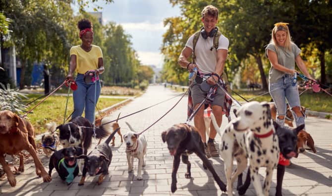 Adorable Dog Parade for California Man’s 100th Birthday