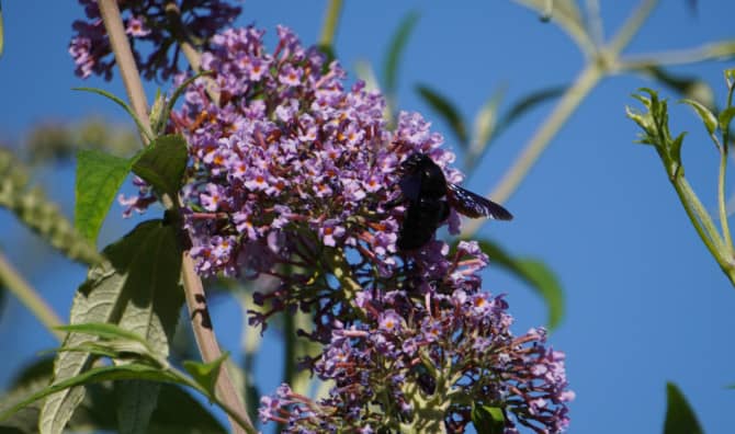 Creating a Unique Haven for Bees