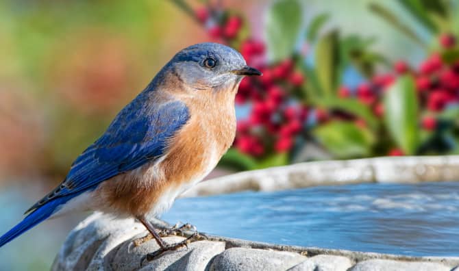 Tips for Setting up a Backyard Birdbath