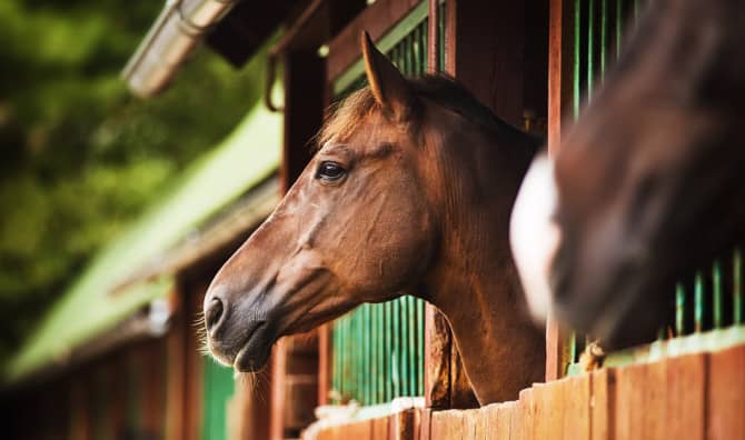 Healing for Horses and Humans