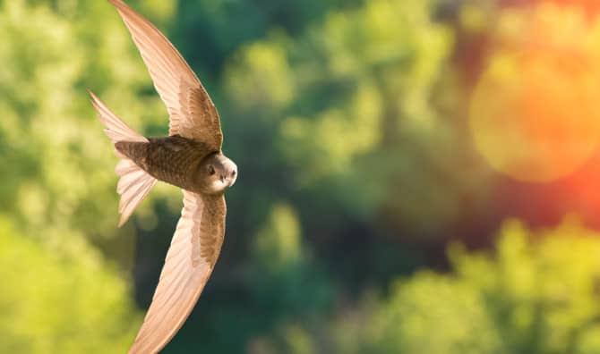 Innovative Project Could Help Birds Make a Comeback