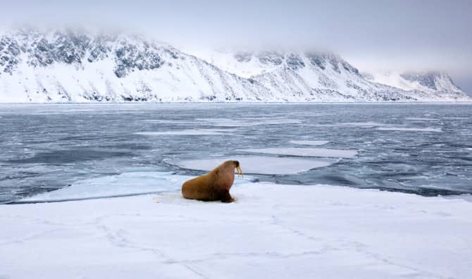 Cuddles Help a Lost Baby Walrus