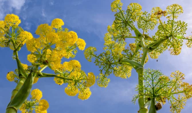 Has a Missing Ancient Healing Plant Been Found?