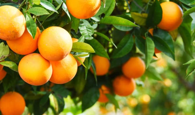 Citrus May Be the Key to Unlocking Natural Sweeteners