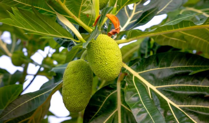 5 Amazing Benefits of Breadfruit