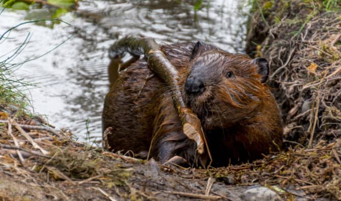 Beavers Change the Idaho Landscape With Help From NASA