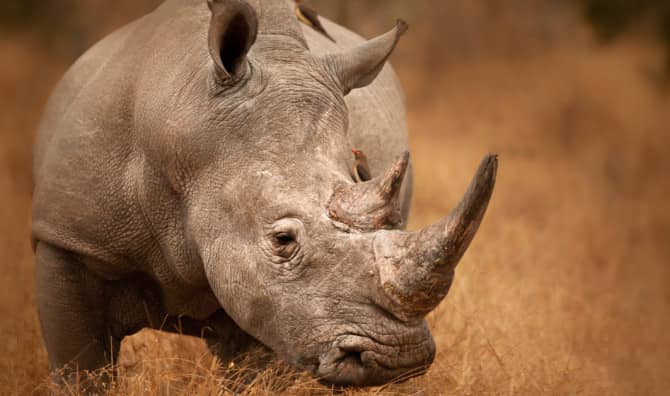 Bringing Back the Rhinos