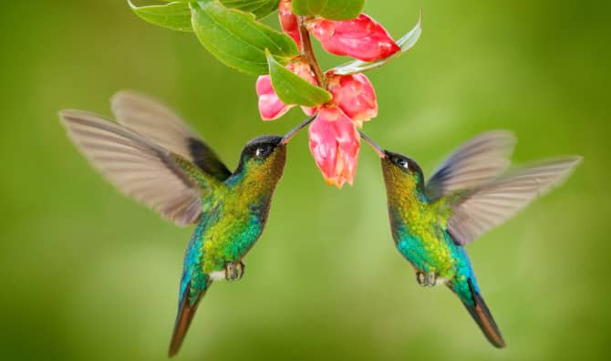 A Haven for Hummingbirds in the Heart of Mexico City