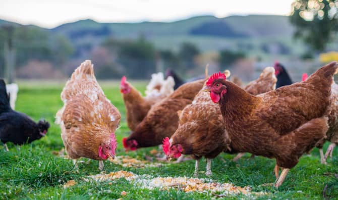 Scientists Find a New Use for Chicken Feathers