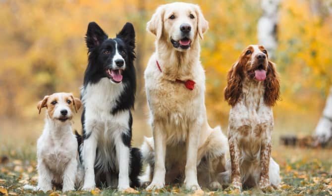 How Much Do You Know About Dogs? [Quiz]