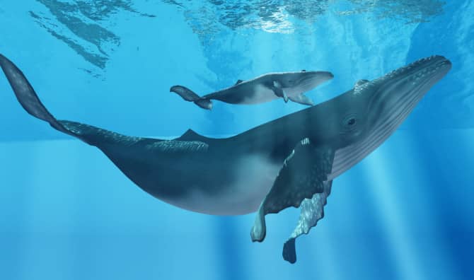 Amazing Footage of a Humpback Whale Birth Released