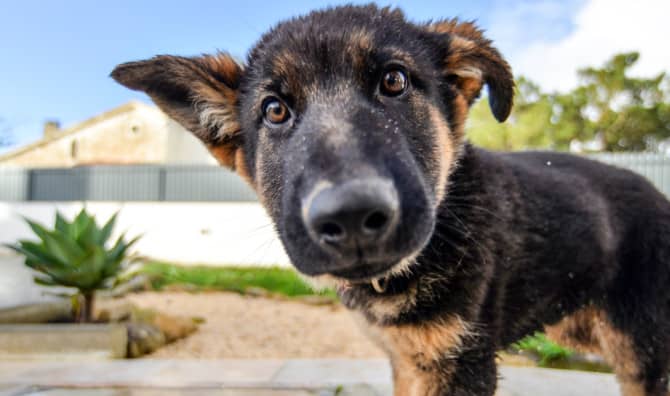 The Heartwarming Stories of Dogs Too Kind to be Tough