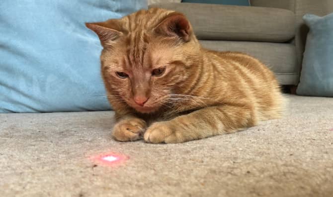 NASA Beams Ultra High-Definition Video of Taters the Cat to Earth