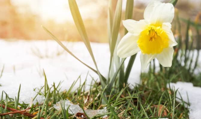 Vibrant Winter Flowers to Plant
