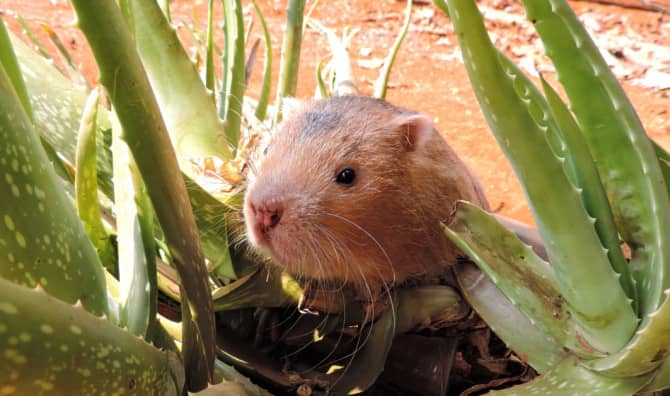 The First Glimpse of a Golden Mole in 90 Years