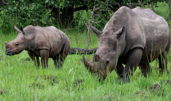 A Heartwarming Rhino Romance at Rhino Savanna