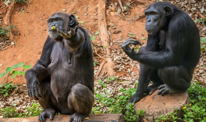 New Research Shows That Apes Remember Their Friends