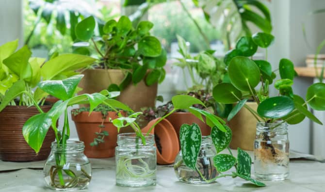 Growing Abundance: The Art of Propagating New Plants from Cuttings