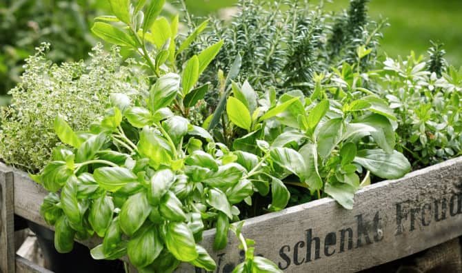 How Much Do You Know About Herbs?  [Quiz]