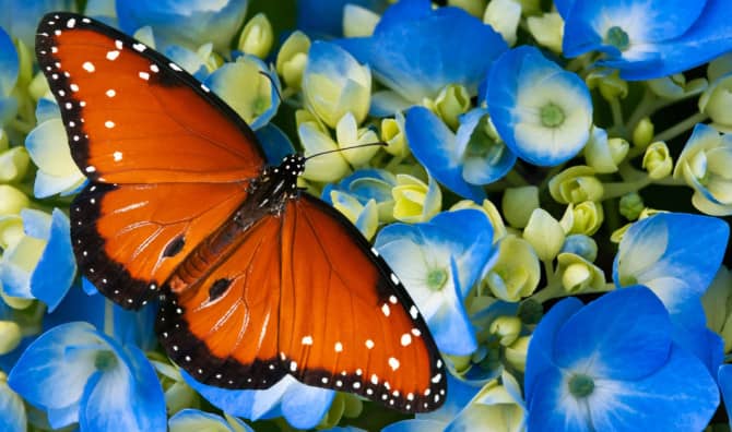 Hundreds of Rare Butterflies are Being  Released in California
