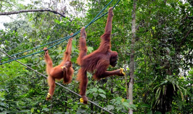 Apes Like to Joke Around