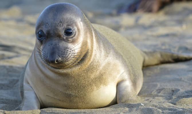 Unlikely Lifeguard Saves an Elephant Seal Pup