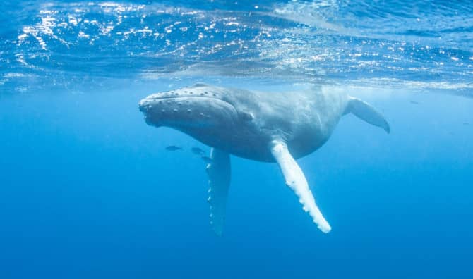 Unraveling the Mystery of Whale Song