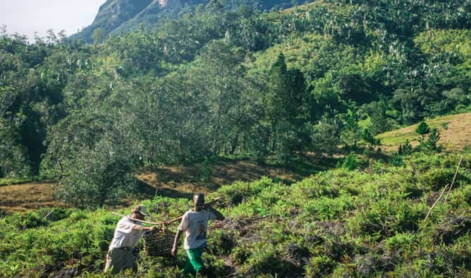 This Organization Has Planted Tens of Millions of Trees in Africa