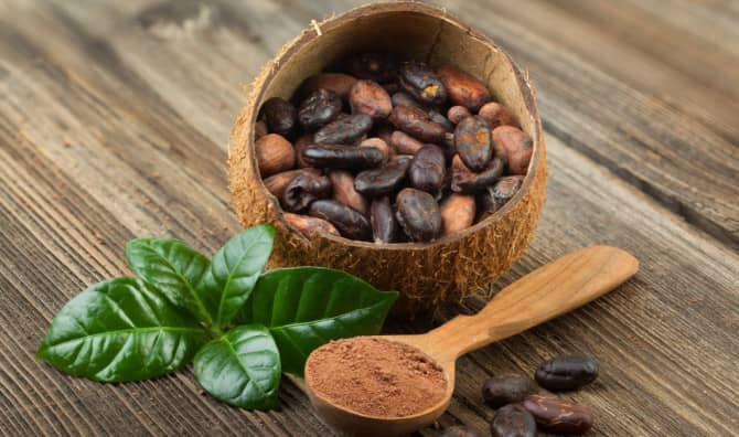 Israeli Scientist’s Superhero Cocoa Plant Revolutionizes Chocolate Production