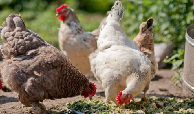 AI is Learning How to Talk chicken