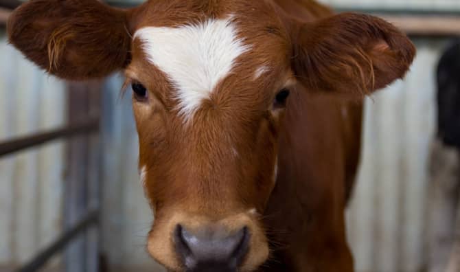 A Journey of Resilience and Healing at Freedom Farm