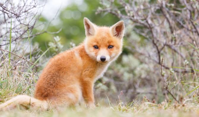 Staff at Wildlife Center Dress for Success