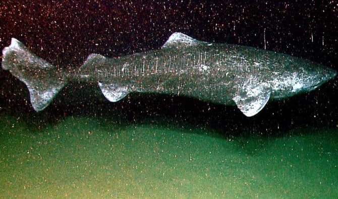 A Rare Sighting of the Elusive Greenland Shark