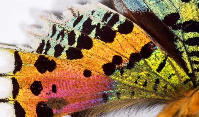 How the Butterfly Got its Colors