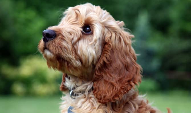 3D Printing Saved This Puppy’s Life