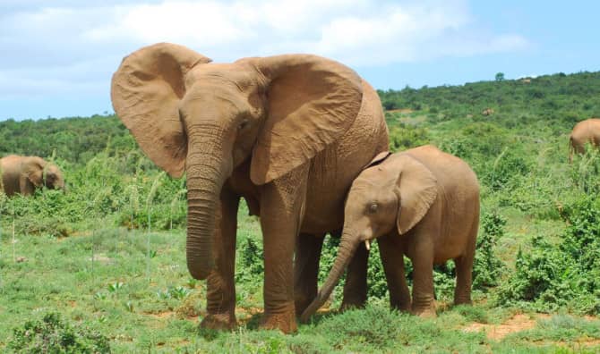 Elephants Call Each Other by Name